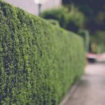 Mistrzowskie cięcie żywopłotów formowanych: zasady, terminy i triki, które odmienią Twój ogród