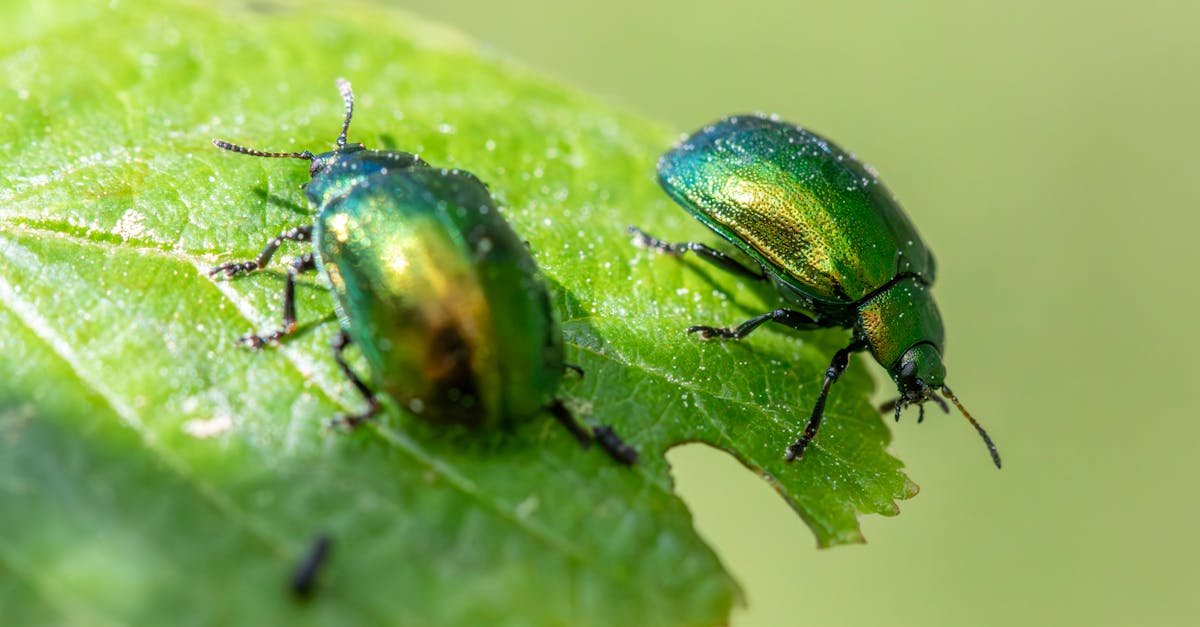 Zadbaj o plony: 10 naturalnych metod, które uchronią Twoje rośliny przed szkodnikami