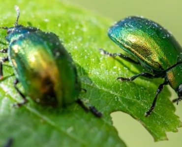 Zadbaj o plony: 10 naturalnych metod, które uchronią Twoje rośliny przed szkodnikami