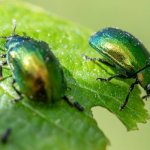 Zadbaj o plony: 10 naturalnych metod, które uchronią Twoje rośliny przed szkodnikami